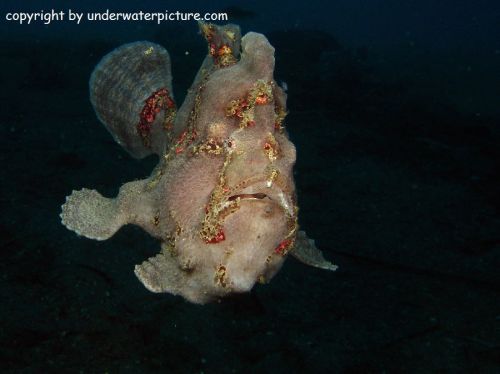 /dateien/mt33891,1214650145,normal 2045-002 Riesen Anglerfisch - Giant Frogfish - Antennarius commersonii k